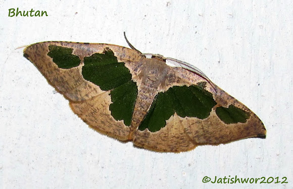 Spotting Image 1