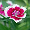Dianthus