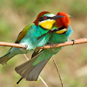 Bee eater
