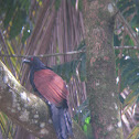 Greater Coucal