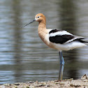 American Avocet