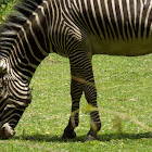 Grevy's Zebra