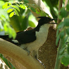Jacobin Cuckoo