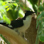 Jacobin Cuckoo