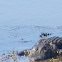 American Alligator