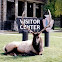 Wapiti