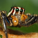 Male Plexippus Paykulli