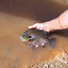 Pan-fried bream