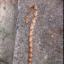 Copperhead