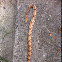 Copperhead