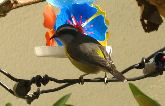 Spotting Image 1