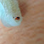 Caterpillar