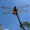 Yellow-Barred Flutterer