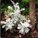 Dusty Miller