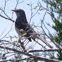 Northern Mockingbird