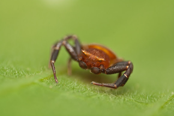 Spotting Image 1