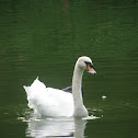 Swan