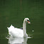 Swan