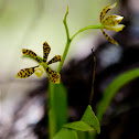 Dollar orchid