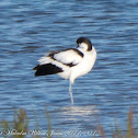 Avocet; Avoceta