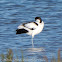 Avocet; Avoceta