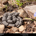 Banded Rock Rattlesnake