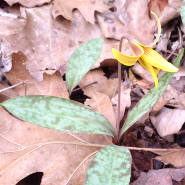 Yellow Trout Lily Project Noah