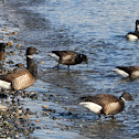 Brant