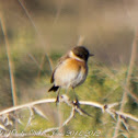 Stonechat; Tarabilla Común