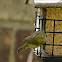 orange crowned warbler