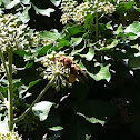 European Hornet
