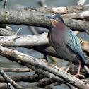 Green Heron