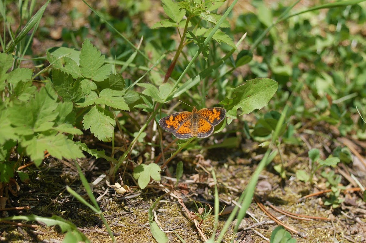 Pearl Crescent Butterfly