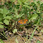Pearl Crescent Butterfly