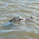 Alligator