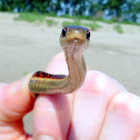 Red-sided Garter Snake