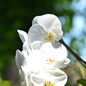 Moth orchid