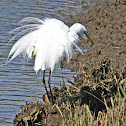GREAT EGRET