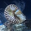 Nautilus