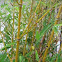 Bamboo