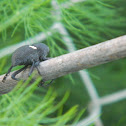 Vaquita