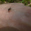 Mosquito