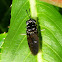 American Black Soldier Fly