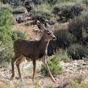 Mule Deer