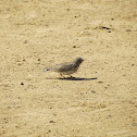 Sand Lark