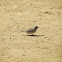 Sand Lark
