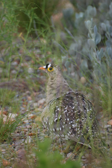 Spotting Image 1