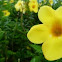Yellow Bell