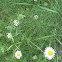 Oxeye Daisy 