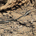 California Striped Racer